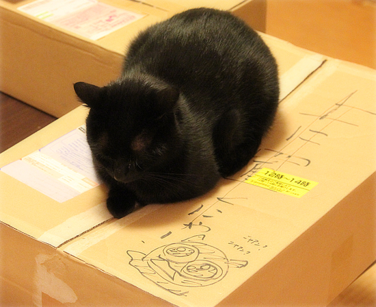 悪猫祭り_a0389088_17430599.jpg