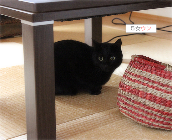 雨の黒猫牧場_a0389088_17430612.jpg