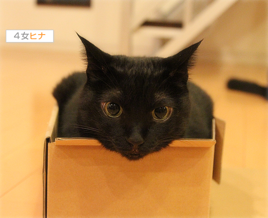 世界一、顔がカワイイ_a0389088_17430614.jpg