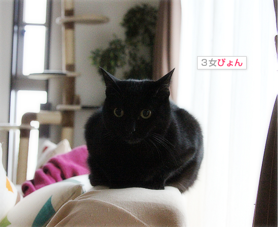雨の黒猫牧場_a0389088_17430686.jpg