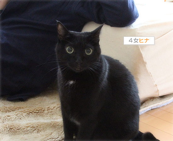 雨の黒猫牧場_a0389088_17430757.jpg