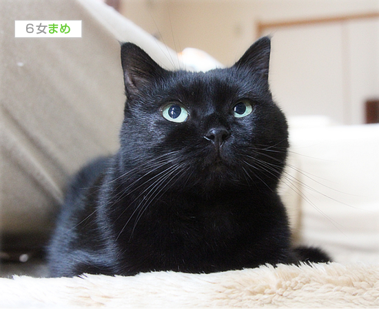 雨の黒猫牧場_a0389088_17430775.jpg