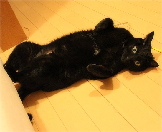 【大阪にて】迷子猫を探しています。_a0389088_17431255.jpg