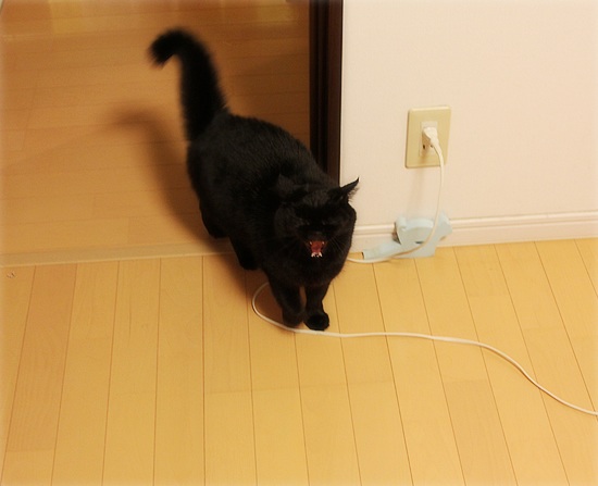 しっぽボーン!!_a0389088_17432140.jpg