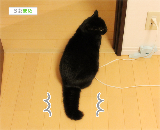 しっぽボーン!!_a0389088_17432161.jpg