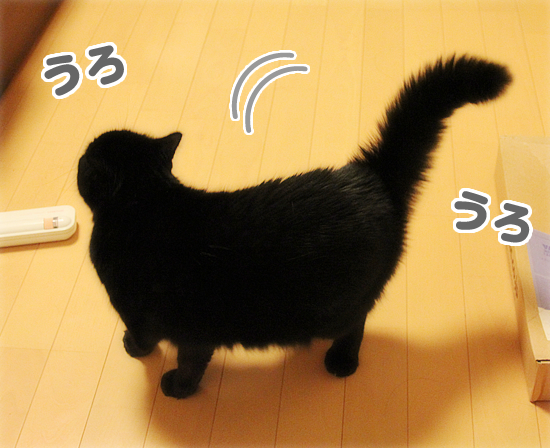 しっぽボーン!!_a0389088_17432181.jpg