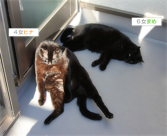 久しぶりの甲羅干し_a0389088_17433166.jpg