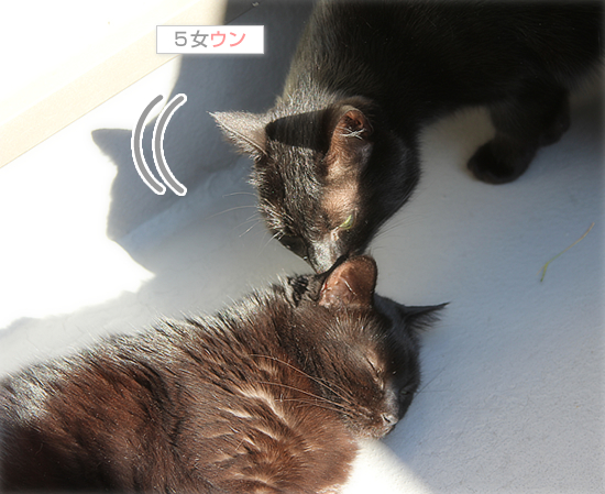 久しぶりの甲羅干し_a0389088_17433253.jpg