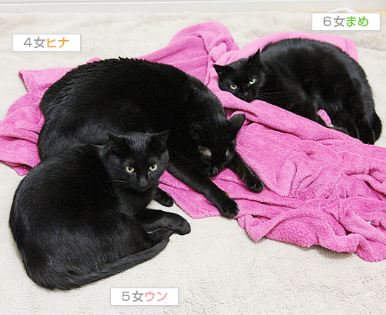 ちょっとだけ猫団子_a0389088_17433604.jpg