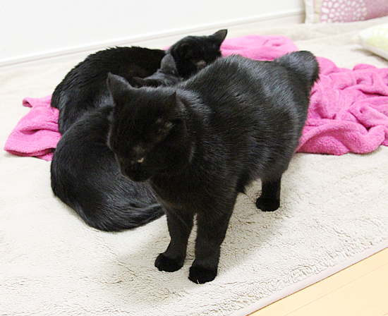ちょっとだけ猫団子_a0389088_17433644.jpg