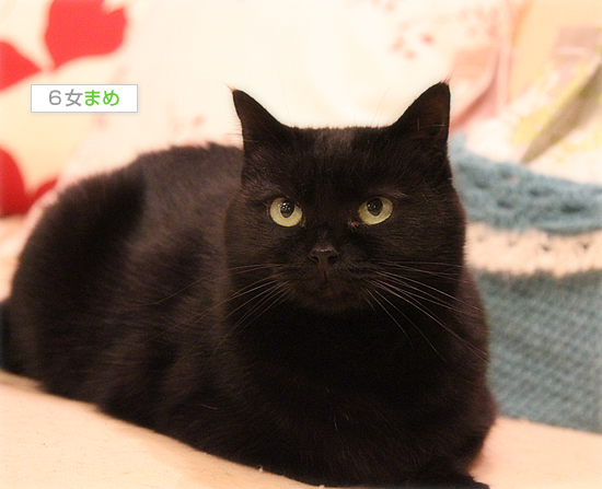 黒猫の不思議_a0389088_17434266.jpg