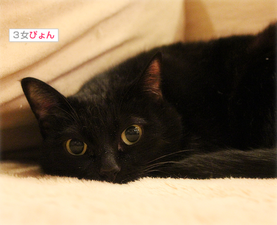 黒猫の不思議_a0389088_17434298.jpg