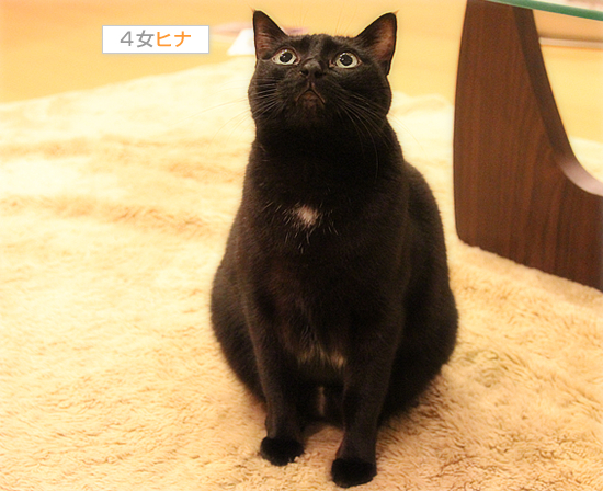 黒猫の不思議_a0389088_17434311.jpg