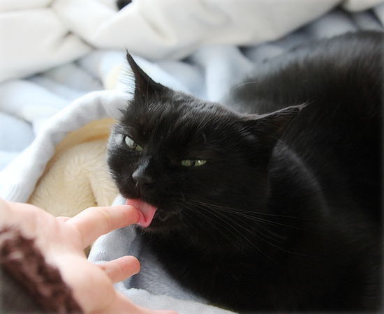 はげまし上手な猫_a0389088_17434323.jpg