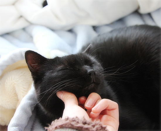 はげまし上手な猫_a0389088_17434324.jpg