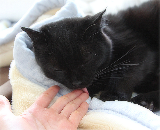 はげまし上手な猫_a0389088_17434396.jpg
