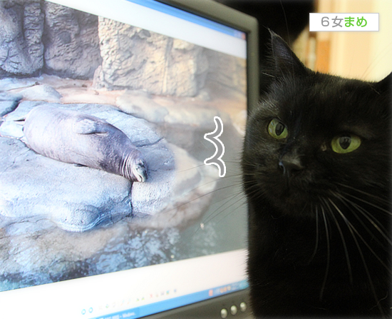 ももてん通信と、ゆかいな生命体_a0389088_17441351.jpg