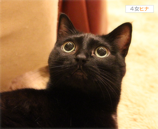 「見える」猫_a0389088_17444139.jpg