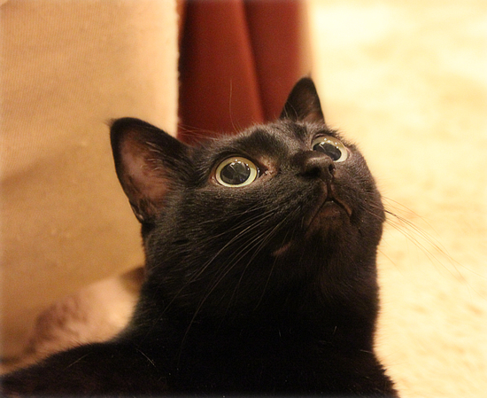 「見える」猫_a0389088_17444258.jpg