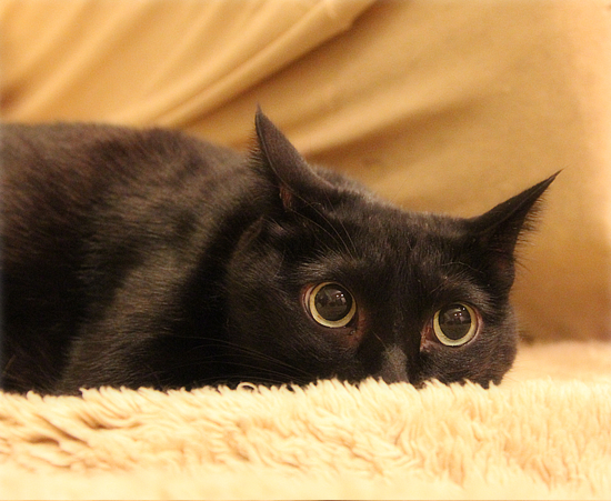 「見える」猫_a0389088_17444269.jpg