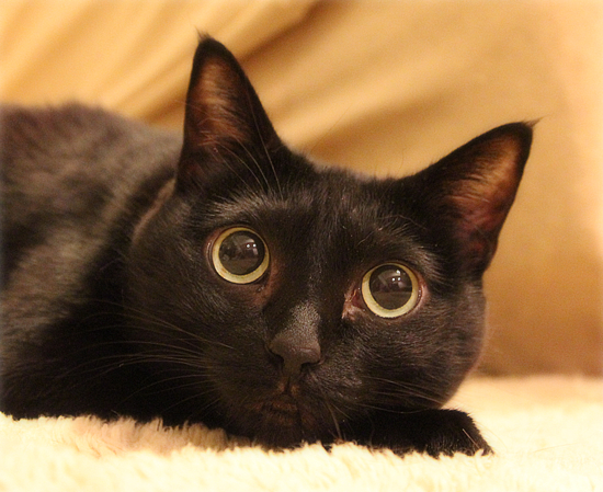 「見える」猫_a0389088_17444279.jpg