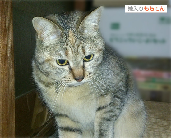ももてん通信「3月」_a0389088_17444493.jpg