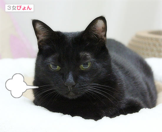 猫をかわいく撮る方法_a0389088_17445231.jpg