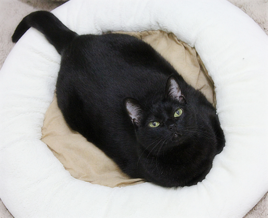 猫をかわいく撮る方法_a0389088_17445318.jpg