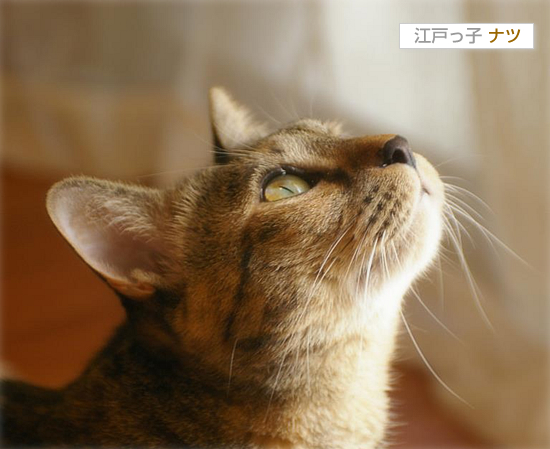 ナツの江戸便り(※香川より美人子猫・家族募集中!)_a0389088_17454505.jpg