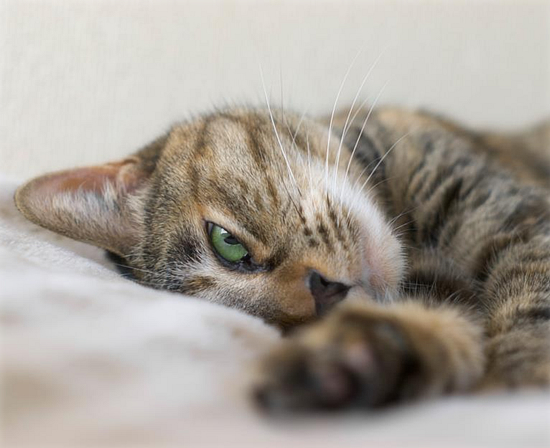 ナツの江戸便り(※香川より美人子猫・家族募集中!)_a0389088_17454610.jpg