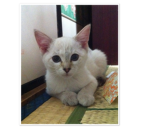 ナツの江戸便り(※香川より美人子猫・家族募集中!)_a0389088_17454681.jpg