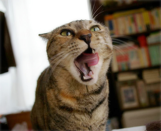 ナツの江戸便り(※香川より美人子猫・家族募集中!)_a0389088_17454687.jpg