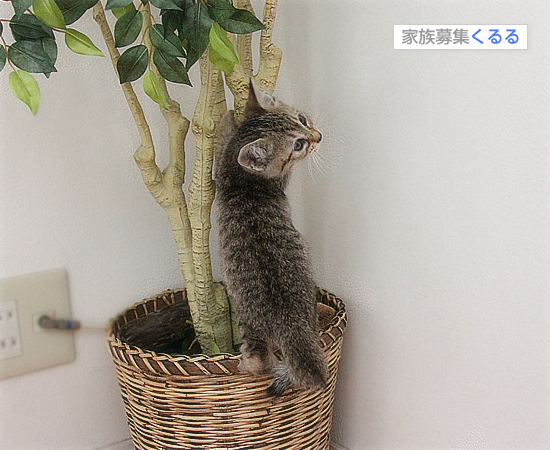 笑い顔猫「くるる」の大冒険_a0389088_17460806.jpg