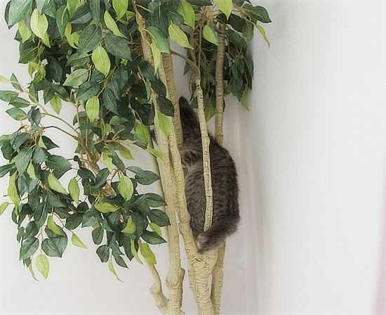 笑い顔猫「くるる」の大冒険_a0389088_17460810.jpg