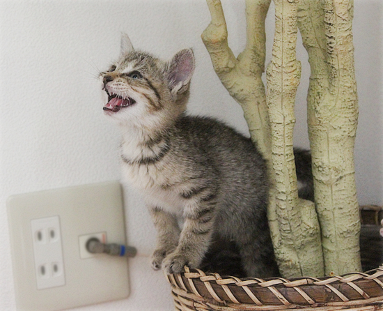 笑い顔猫「くるる」の大冒険_a0389088_17460863.jpg