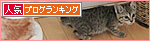 笑い顔猫「くるる」の大冒険_a0389088_17460939.jpg