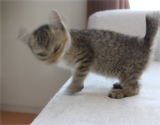 子猫の歯_a0389088_17461007.jpg