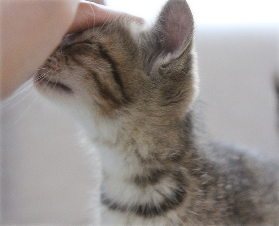 子猫の歯_a0389088_17461052.jpg