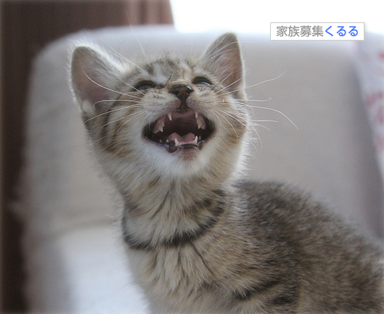 子猫の歯_a0389088_17461083.jpg