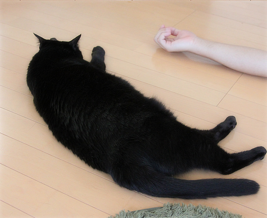 子猫をけづくろいする親の苦労_a0389088_17461162.jpg