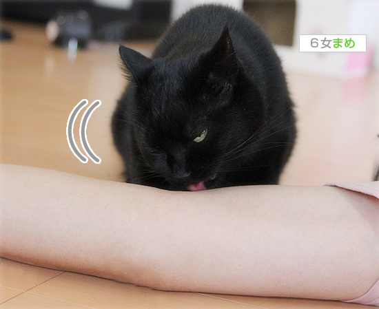 子猫をけづくろいする親の苦労_a0389088_17461170.jpg