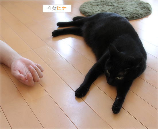 子猫をけづくろいする親の苦労_a0389088_17461178.jpg