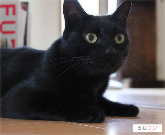 子猫をけづくろいする親の苦労_a0389088_17461210.jpg