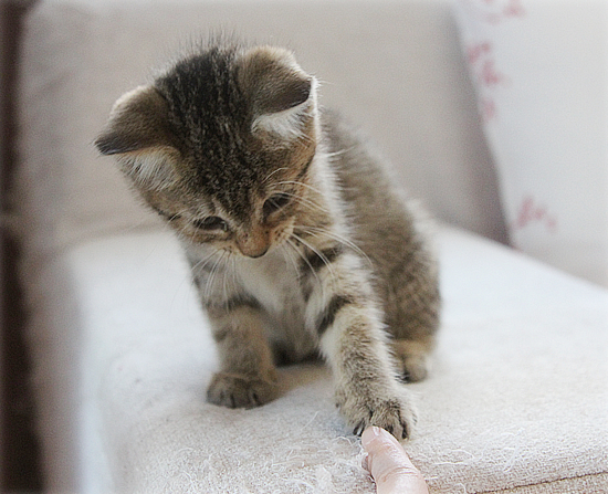 子猫の「ハイポーズ」♪_a0389088_17461305.jpg
