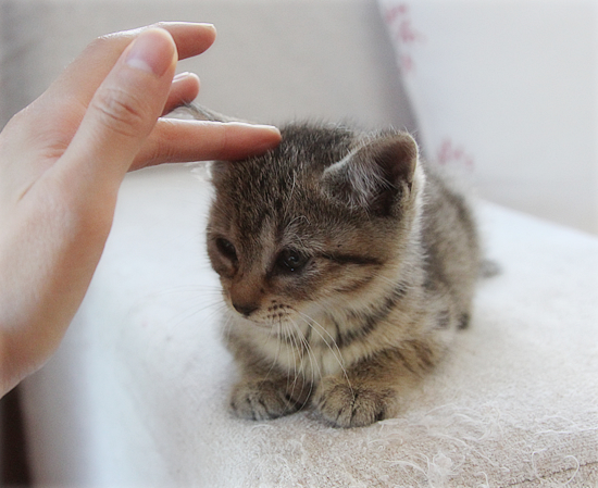 子猫の「ハイポーズ」♪_a0389088_17461317.jpg