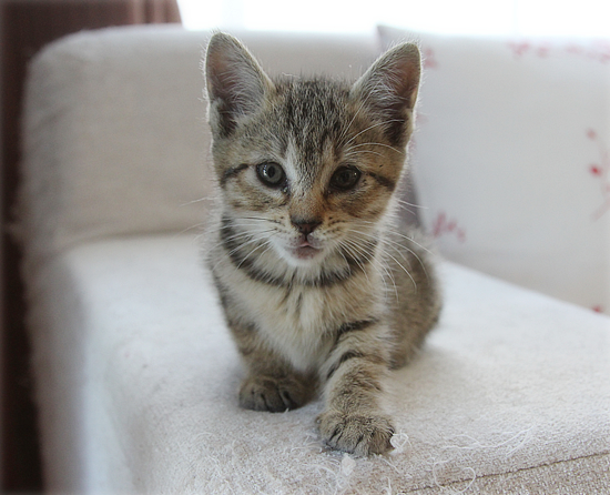 子猫の「ハイポーズ」♪_a0389088_17461383.jpg