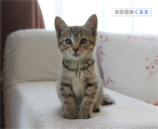子猫の「ハイポーズ」♪_a0389088_17461399.jpg
