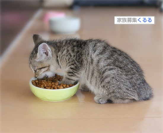 皿まで食べるぜえ!ワイルドだろお?_a0389088_17461531.jpg