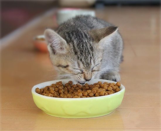 皿まで食べるぜえ!ワイルドだろお?_a0389088_17461533.jpg