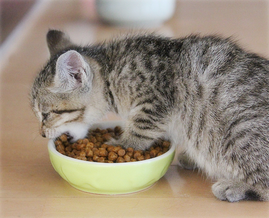 皿まで食べるぜえ!ワイルドだろお?_a0389088_17461577.jpg